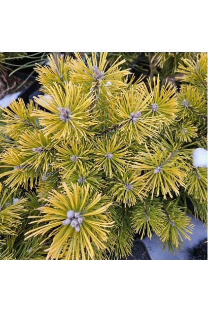 Сосна горная Винтер Голд на штамбе зимой